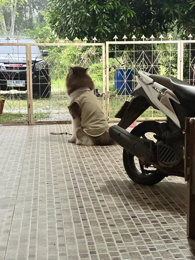 เฉพาะน้ำเชื้อ พร้อม มาเลย นิ่ง ฉลาด รักเด็ก ไม่กวน สุภาพ ไม่ผิดคับ