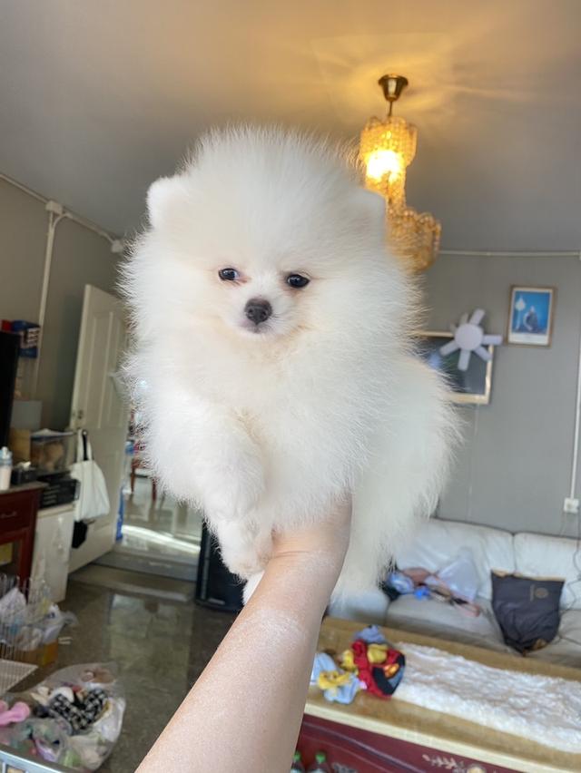 ปอมแท้ พร้อมย้ายบ้าน ส่งฟรี  8