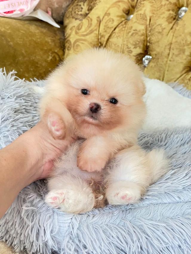 ลูกปอมแท้ น่ารัก อ้วนกลมหมี ขี้เล่น น่ากอด ขี้อ้อนสุดๆ