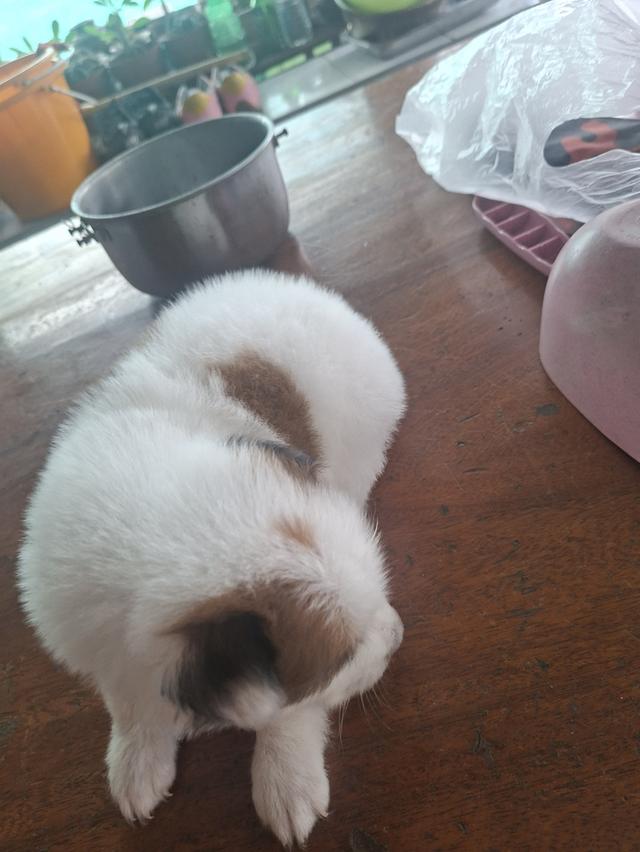 บางแก้วแท้ 100% ไม่แรง กทมตลิ่งชัน 4