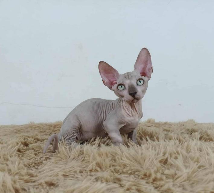 37.แมวแบมบิโน่/เพศผู้ Bambino Cat/Male 2