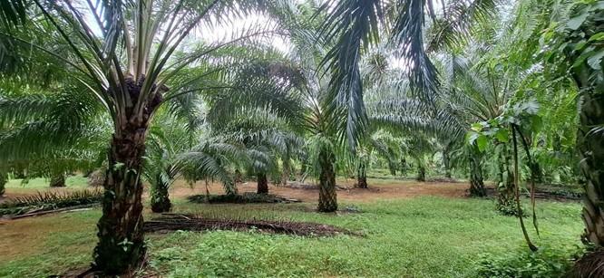 ที่ดินพร้อมต้นปาล์ม 14 ไร่ ติดลำธาร 1