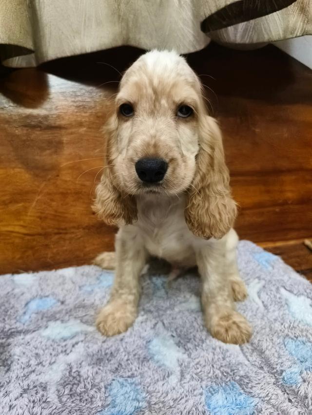 ลูกสุนัขพันธุ์ english cocker