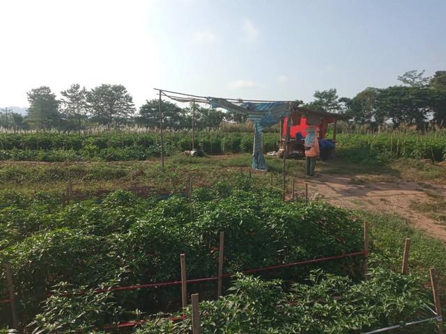 สนใจราคาเงื่อนไขคุยตรงเจ้าของได้ ที่สวยติดแม่น้ำน่าน น้ำใสไหลรินตลอดปี ต.ศรีภูมิ อ.ท่าวังผา จ.น่าน ขาย 800000 วิวดีสวยมา 1