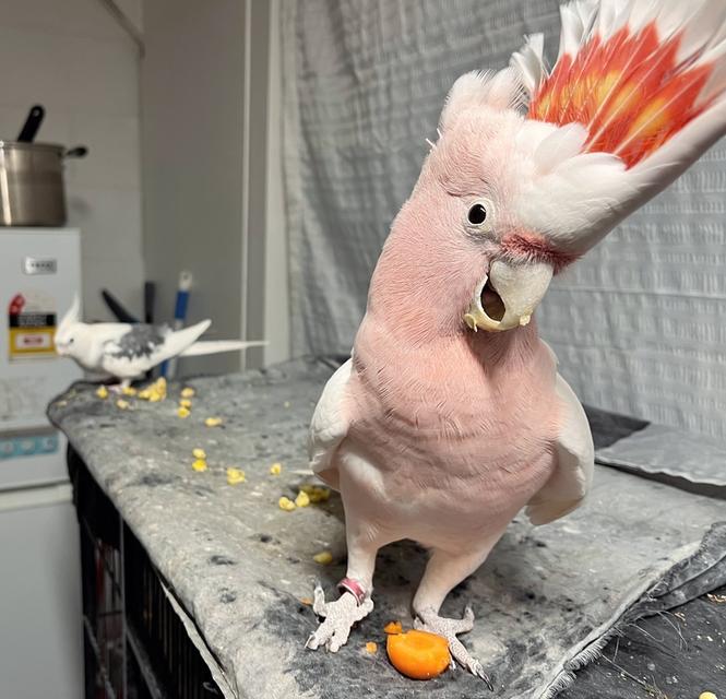 Major Mitchell's cockatoos | WhatsApp me : +66 63 826 3042 รูปที่ 3