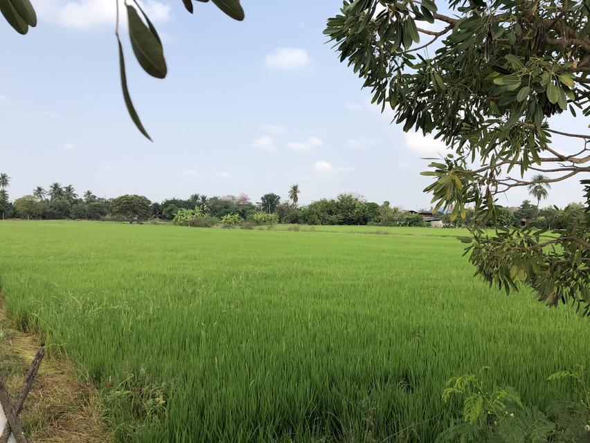 ขายที่ดิน 15-2-37.5 ไร่  หลังเซ็นทรัลศาลายา สามพราน นครปฐม  ที่สวย หน้ากว้าง ติดถนนคอนกรีตกว้าง 6.5 ม.  หลังติดคลอง สะดวก เข้าออกได้หลายทาง ทั้งบรมราช 9