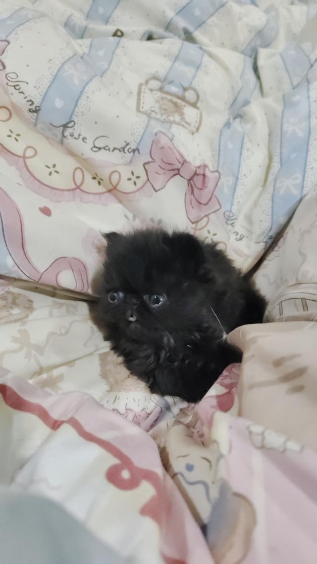 แมวเอ็กโซติกขนยาวแท้ 10