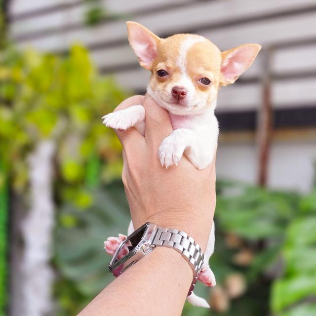Chihuahuaแท้ขนสั้นเพศเมีบน้องกันตาsizeเล็กมินิ 2