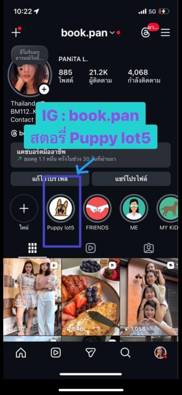 ลูกสุนัขเยอรมันเชพเพิร์ด (อัลเซเชี่ยน สุนัขตำรวจ) ว่าง ผู้3 เมีย1 รูปที่ 6