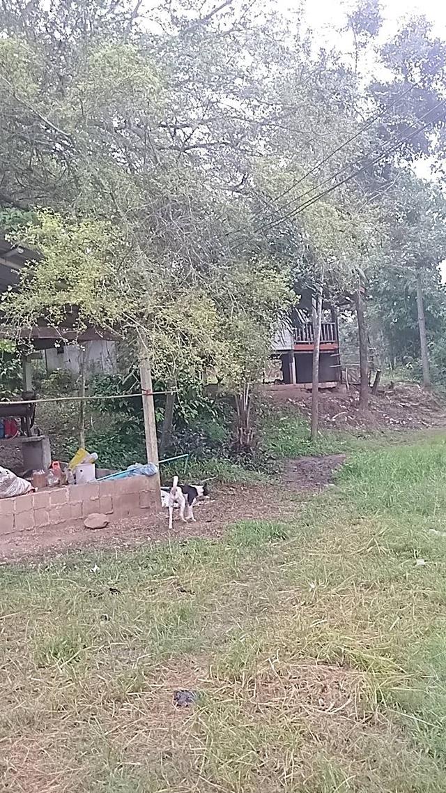 ที่ดินทองผาภูมิ 1