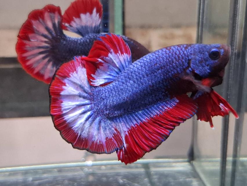 ปลากัดแฟนซีสีคล้ายธงชาติไทย