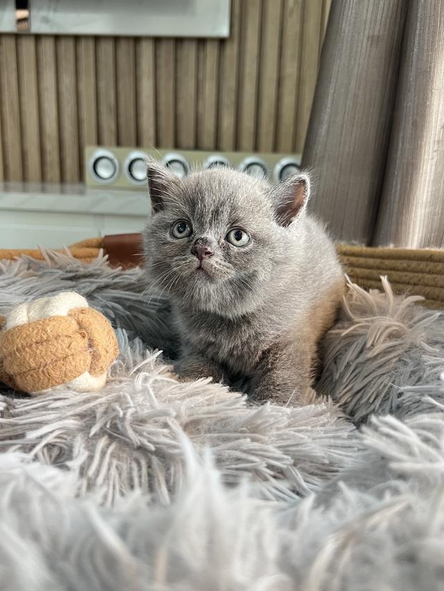 ลูกแมว บริติช ช็อตแฮร์ ใบเพ็ดนอกWCF(British Shorthair)