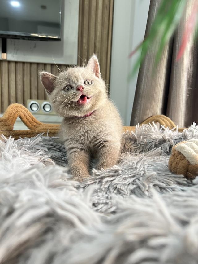 ลูกแมว บริติช ช็อตแฮร์ ใบเพ็ดนอกWCF(British Shorthair) 13