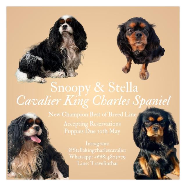 Pedigree Champion Cavalier King Charles Spaniel Puppies – Reservations Now Open
