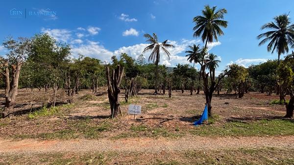ขายที่ดินเปล่า พร้อมสวนมะม่วง 180 ตร.ว. / 199,999 บ.  097 446 4446 6