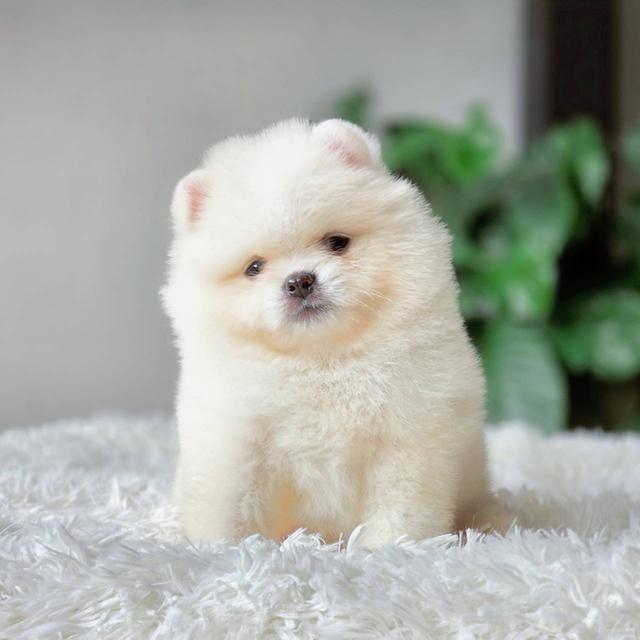 ปอมเมอเรเนียนแท้ เพศผู้ พร้อมย้ายบ้าน รูปที่ 11