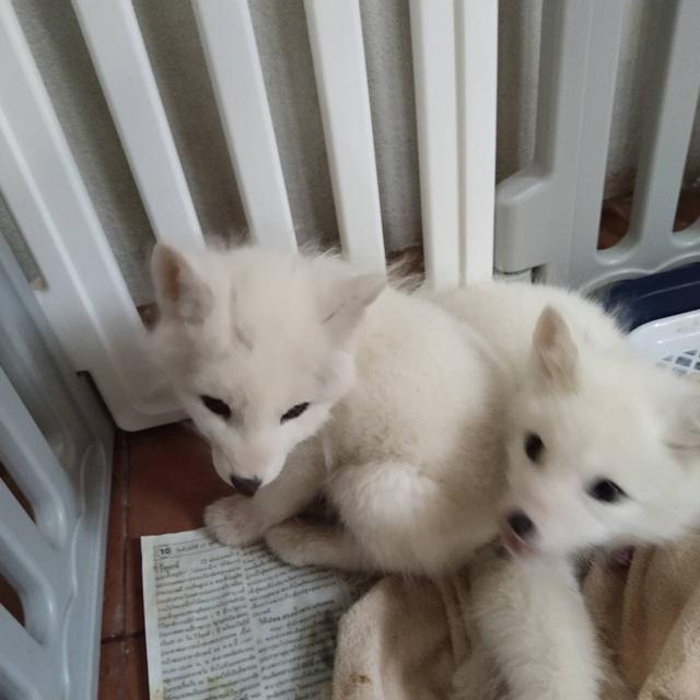 Arctic Fox จิ้งจอกขาว รูปที่ 2