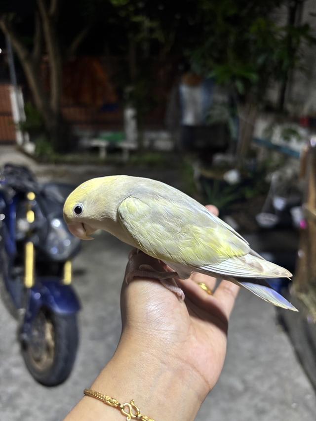 นกเลิฟเบิร์เไม่ขอบตา