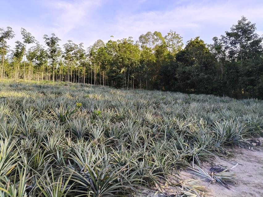 ( ด่วน )ขายที่ดิน อ.แกลง ระยอง ยกแปลง เนื้อที่ 5 ไร่ - 68.5 ตารางวา 6