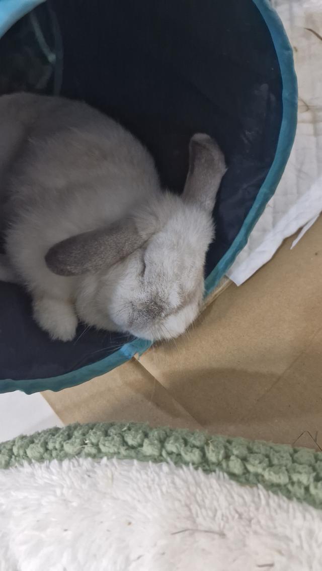 กระต่ายhollandlopสีขาว