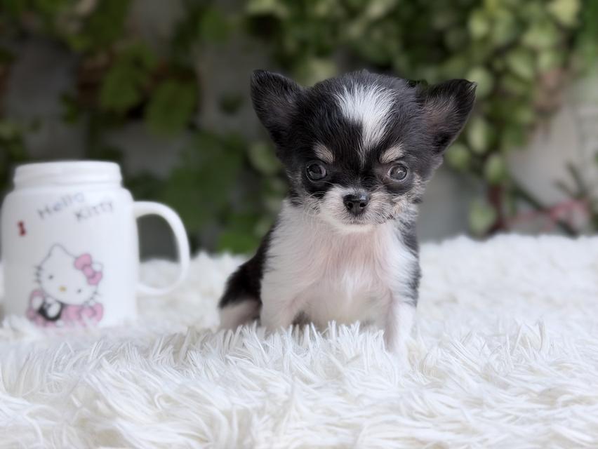 ชิวาวาแท้ เพศเมีย ตัวจิ๋ว พร้อมย้ายบ้าน รูปที่ 9