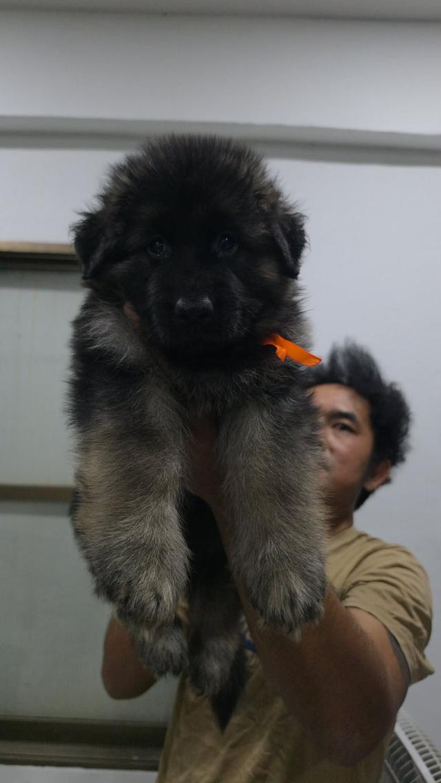 ลูกสุนัขพันเยอรมันเชพเพิร์ด
