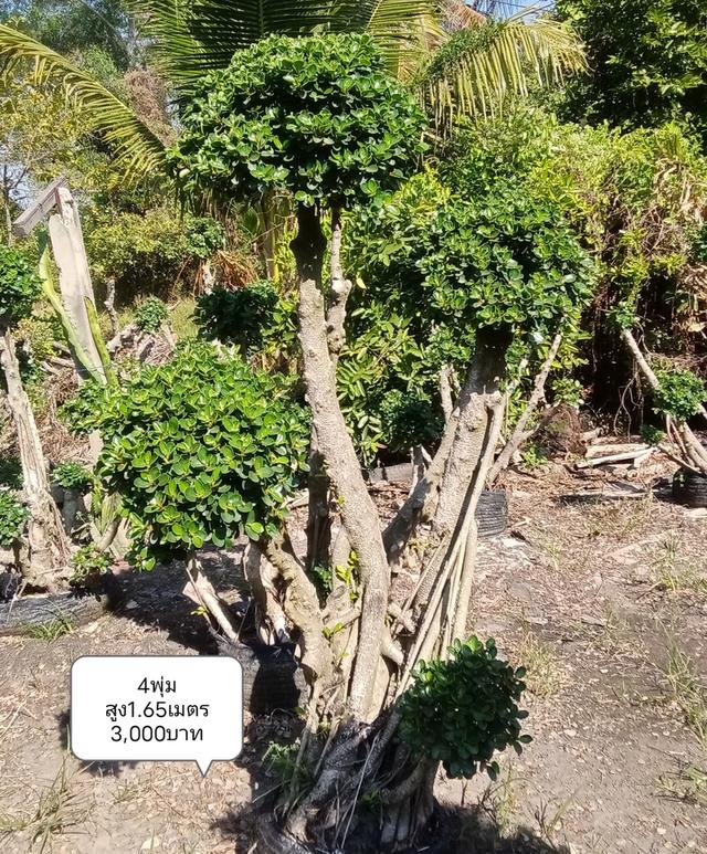 ไทรต่อยอดช้อนเงินช้อนทอง