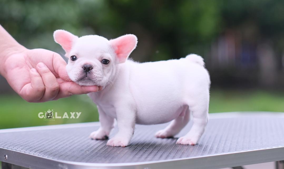 French bulldog ลูกไทยแชมป์ ลักษณะดี ตรงมาตราฐานสายพันธุ์