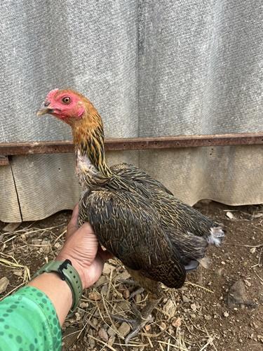ไก่สาวพร้อมไข่ ชั้นหลานแดงเล็กพายุ รูปที่ 1