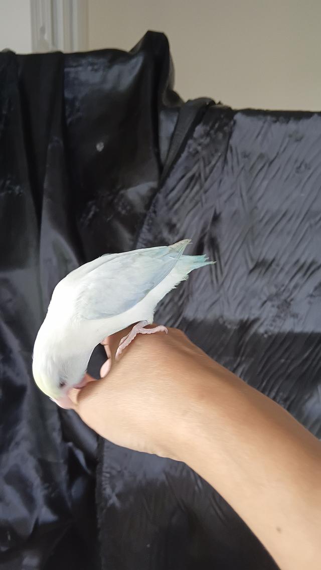นกฟอพัส (Forpus Parrot)สี: ไดลูทพาสเทล (Dilute Pastel) โทนละมุน สีสวยหวานสะอาดตา เอกลักษณ์ความนวลที่ละมุน รูปที่ 5