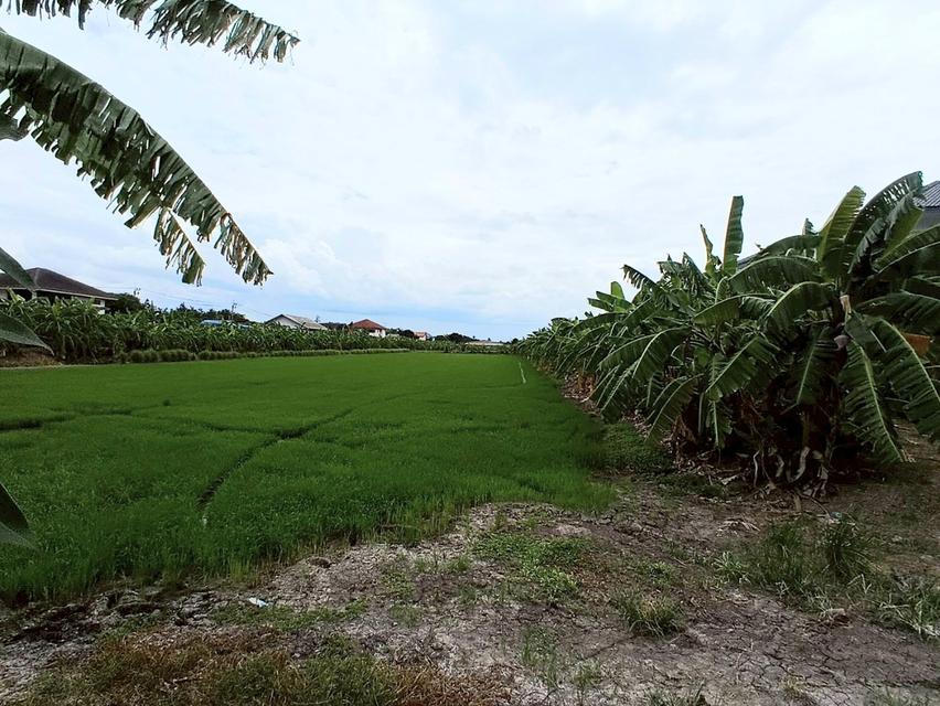 ขายที่ดิน 12 ไร่ (4,800 ตารางวา) ตำบลบ้านใหม่(บางคูรัด) อำเภอบางใหญ่ จังหวัดนนทบุรี 1