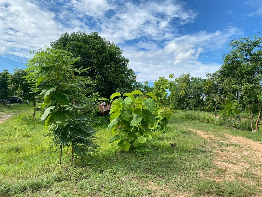 ขายที่ดิน เมืองพล จังหวัดขอนแก่น 8