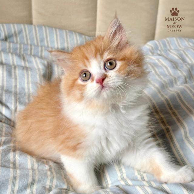 ❌ได้บ้านแล้ว เปอร์เซียส้มขาว ดช/ดญ 8