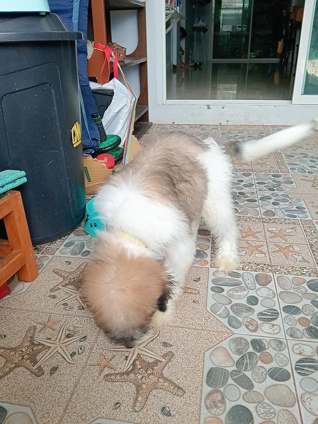 สุนัข