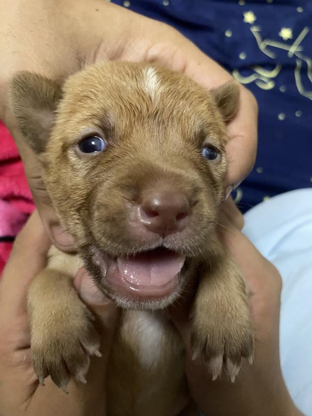 ลูกสุนัขพิทบลู ผสมลาบาดอร์