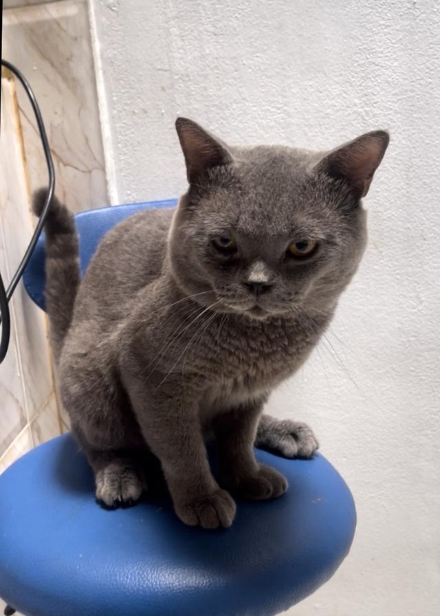 แมวบริติส สีบลูส์ เพศผู้