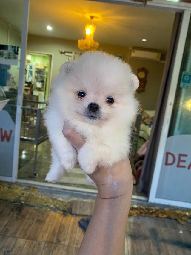 ลูกปอมแท้ น่ารัก หน้าหวาน ขี้เล่น พร้อมเลี้ยง