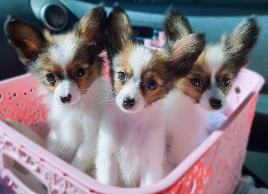 ...Papillon Puppies for sale ... 5