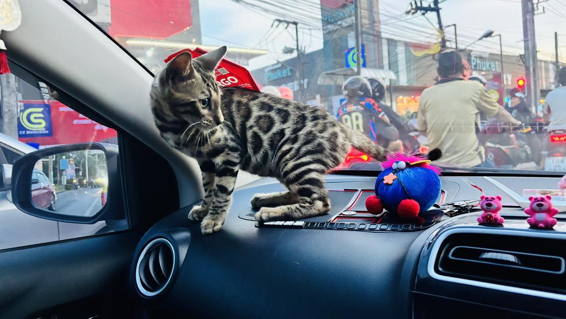 สัตว์เลี้ยง แมวเบงกอล