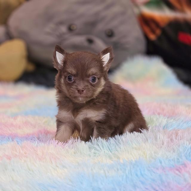 Chihuahuaขนยาวสีช็อค 2