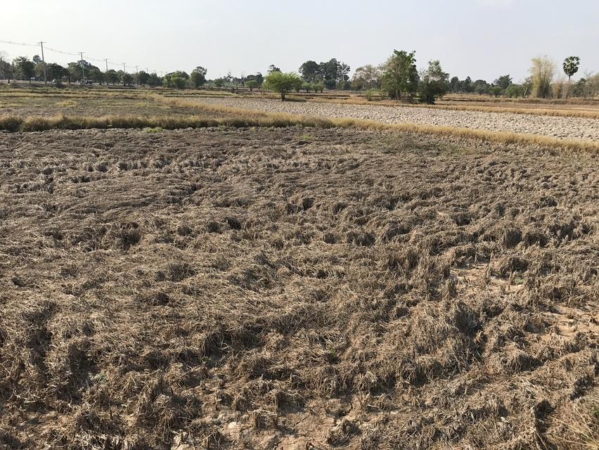 ขายที่ดินเปล่า จังหวัดอุบลราชธานี 5