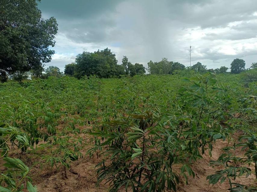 ขายที่ดิน 9-2-13 ไร่ ติดถนน ทำบ้านจัดสรรได้ ติดเทศบาล ตำบลเนินขาม อ.เนินขาม จ.ชัยนาท ขายถูกสุดในย่านนี้ 4