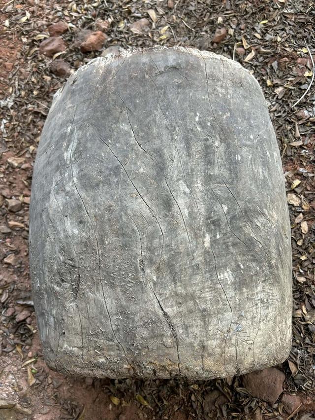 ครกไม้ตำข้าว ครกตำข้าวเปลือกสมัยโบราณ ครกตำข้าวโบราณ พร้อมสากไม้ รูปที่ 7