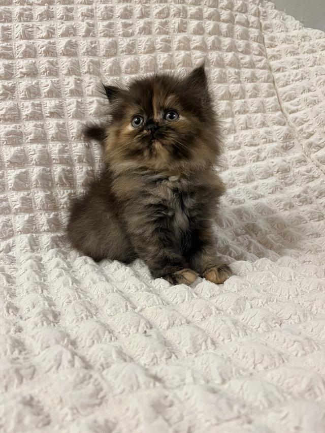 แมวเปอร์เซีย 🙂❌🍊✋😁vg 13