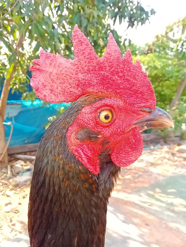 ไก่ชนพม่า 2