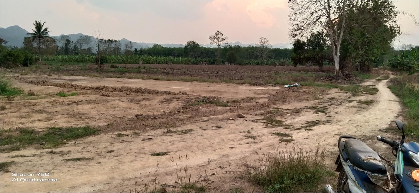 ขายที่ดินและสวนผลไม้ 5