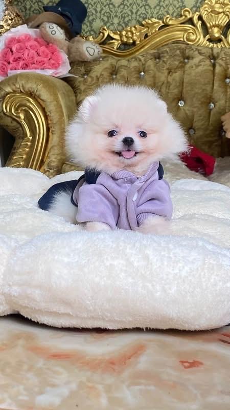 ลูกปอมแท้ น่ารักมาก ขี้เล่น สดใส ติดคน สุขภาพดี น่ากอดสุดๆ รูปที่ 2