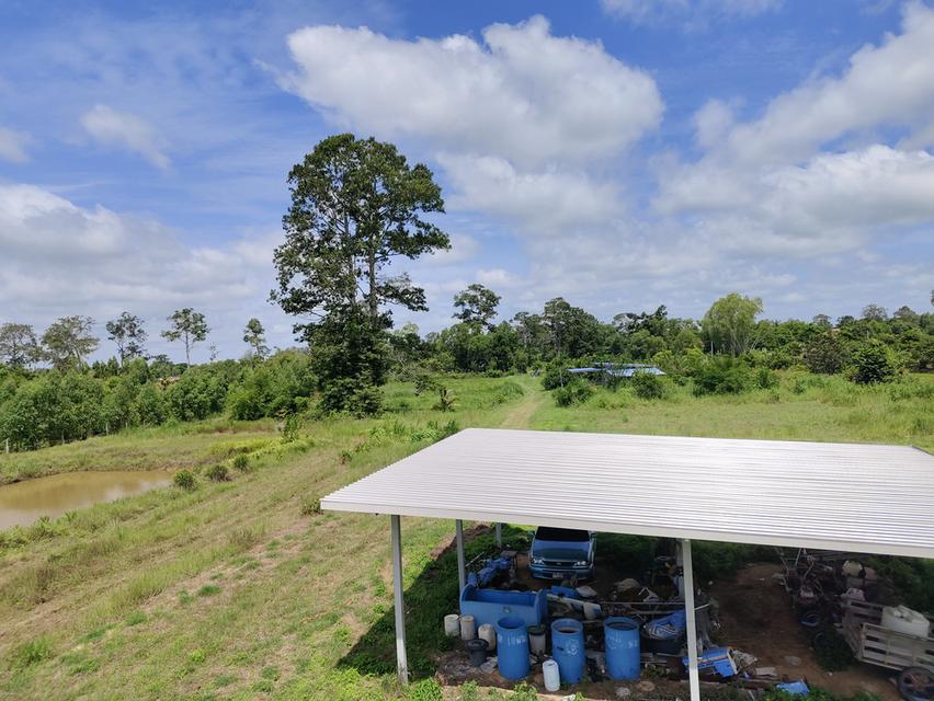 ขายด่วน ที่ดินอีสาน จ.ร้อยเอ็ด 10