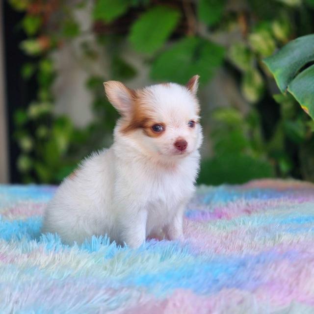 ชิวาวาผสมปอม เพศผู้ พิกัดรามอินทรา 7