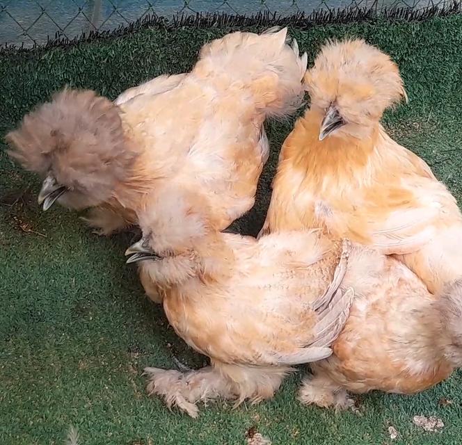 ซิลกี้ขนใบสีบัฟอายุ3ดือนชุด4ตัวผู้1เมีย3"โปรพิเศษส่งฟรีทั่วไทย" รูปที่ 4